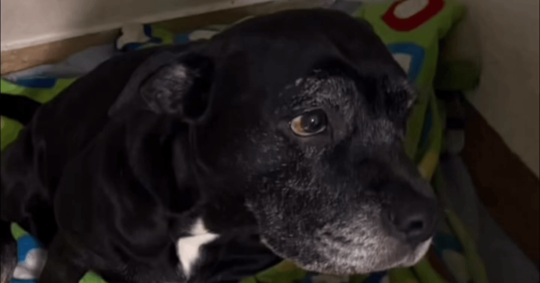 Primer plano de una canina de pelaje negro con una mancha blanca en el pecho. El animal mira hacia un lado mientras permanece en un espacio interior con fondo desenfocado.