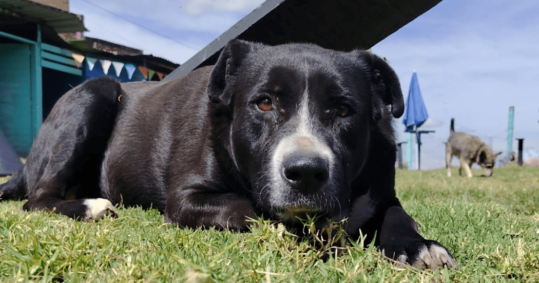 Perro de pelaje negro y blanco acostado sobre el césped, mirando hacia la cámara.