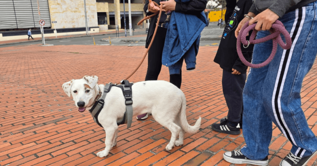Foto de perrita Blanquita, cuidada por Alexis, Gestor del Orden.