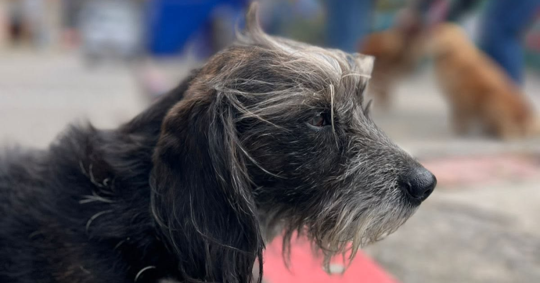 Foto de un perro negro 