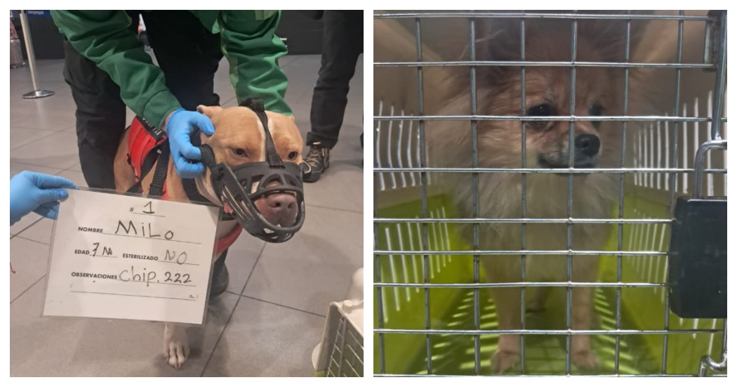 Foto de perros aprehendidos en el aeropuerto El Dorado de Bogotá