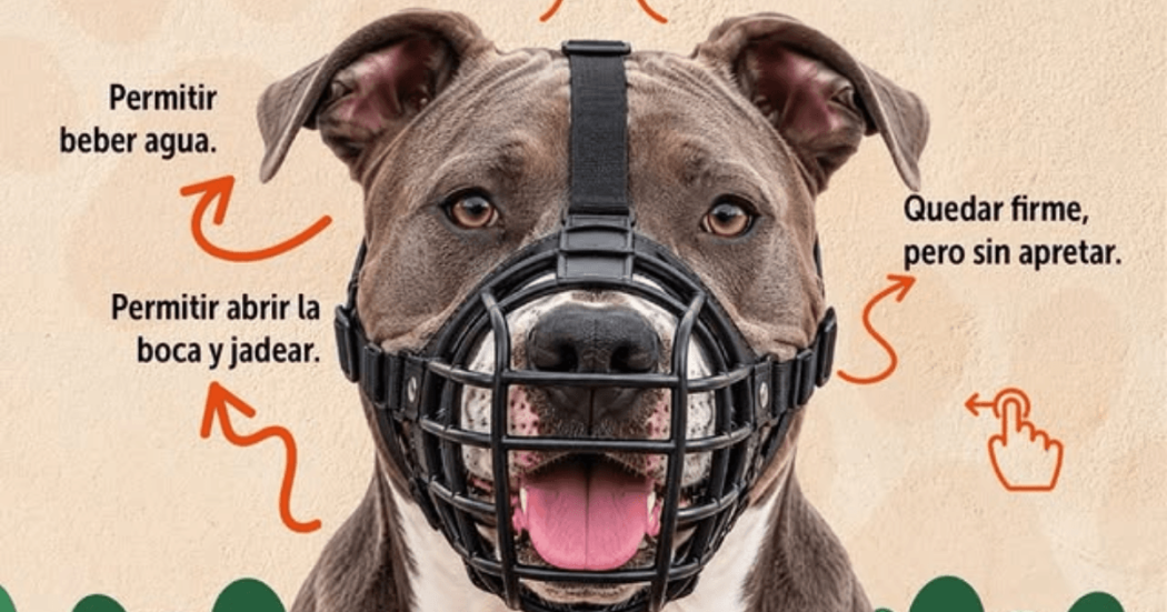 Perro con bozal de canastilla negro visto de frente. Alrededor aparecen indicaciones sobre el ajuste adecuado del bozal: permitir beber agua, abrir la boca y jadear, y quedar firme sin apretar. Flechas naranjas señalan distintos puntos del bozal.