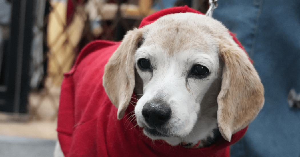 perro de pelaje claro con chaleco rojo permanece en primer plano mientras es sostenido con una correa. El fondo aparece desenfocado y muestra personas y estructuras de color azul en un entorno exterior.