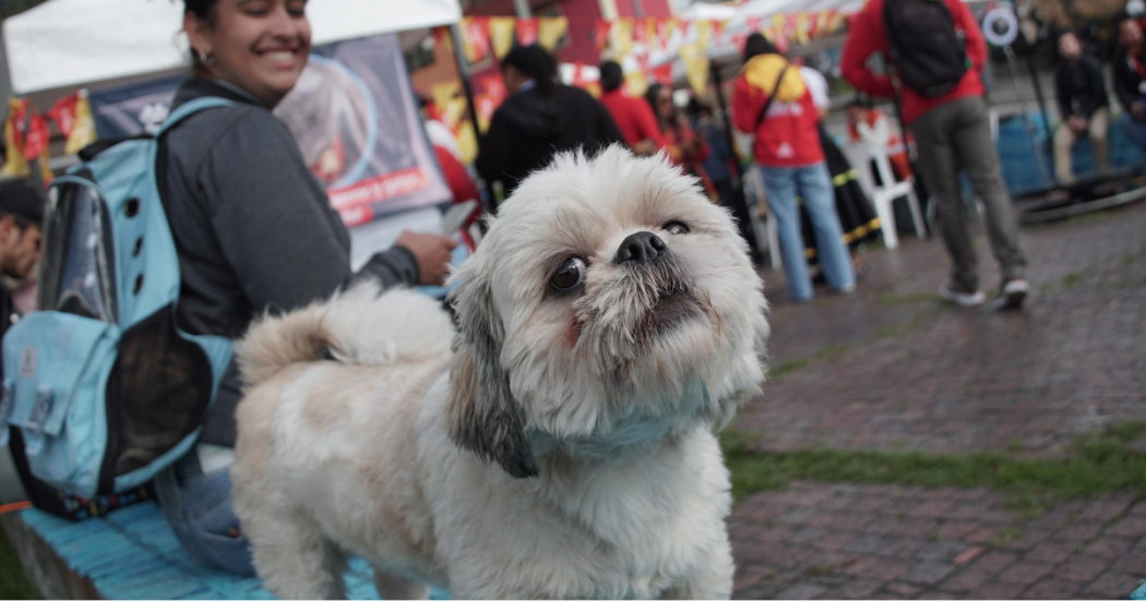 Foto de un perro raza shih tzu color blanco 