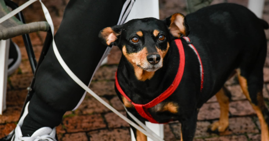 Foto de un perro negro con cafe y una correa roja.