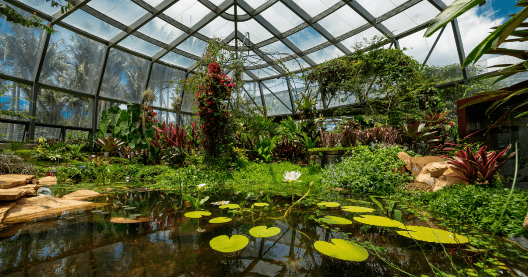 Interior de un invernadero del Jardín Botánico con estanque de plantas acuáticas, vegetación diversa y estructura de vidrio que permite la entrada de luz natural.
