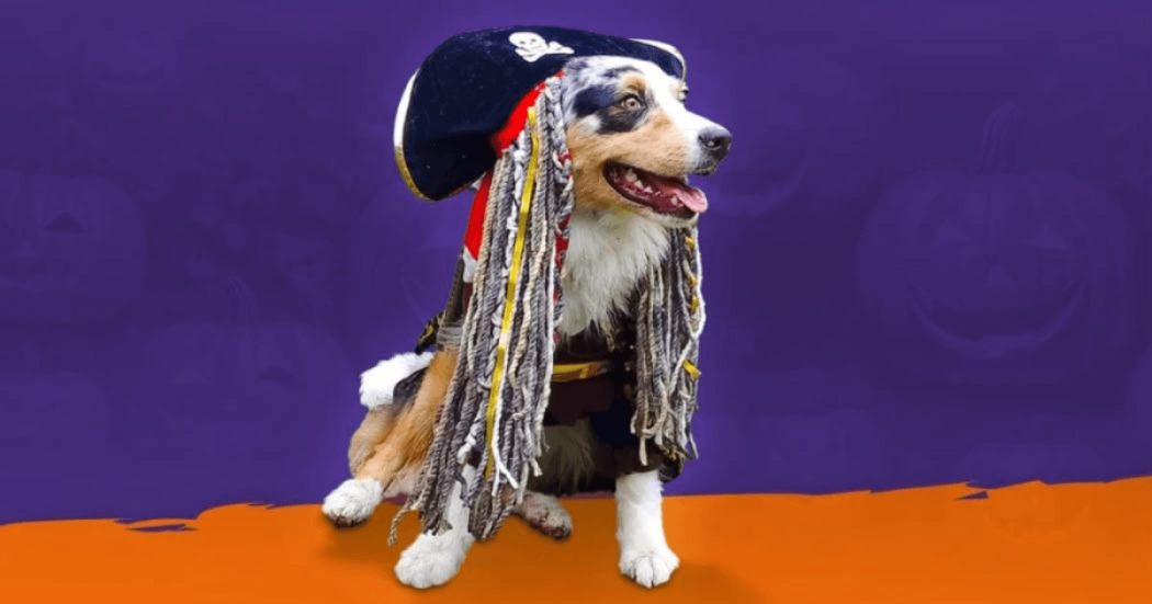 Perro disfrazado de pirata con sombrero negro de calavera y largas rastas decorativas, sentado sobre un suelo naranja frente a un fondo morado.