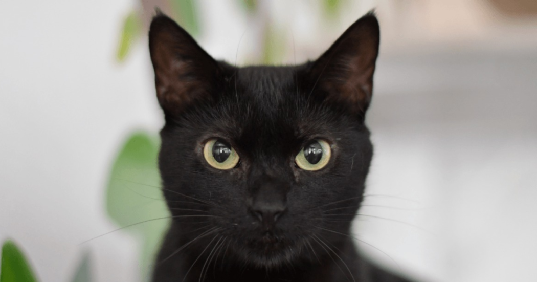 Foto de un gato de negro con ojos claros 