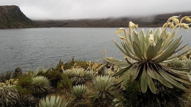 Páramo de Sumapaz - Foto: Pinterest