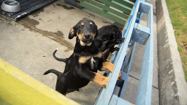 Bogotá celebrará su segunda “Semana Distrital de Protección Animal"