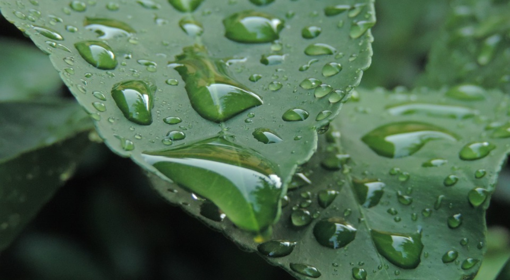 Primer plano de hojas mojadas con agua de lluvia.