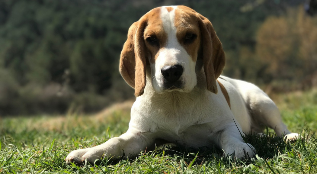 Foto de banco, perro de raza beagle de pelaje blanco y café. 