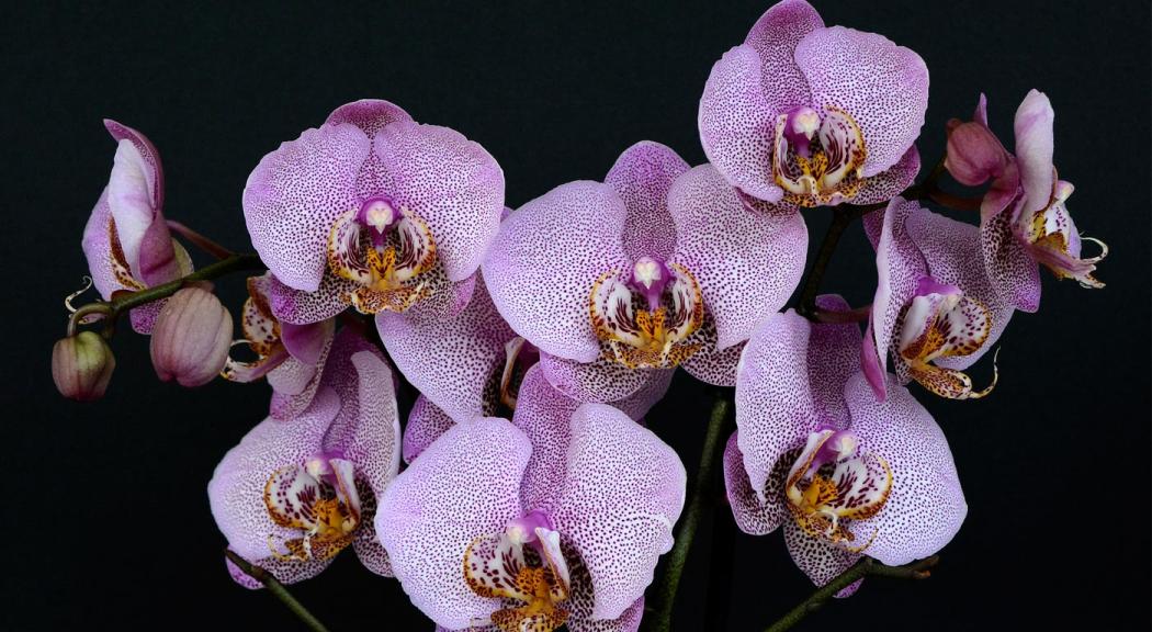 Taller de ilustración botánica de orquídeas