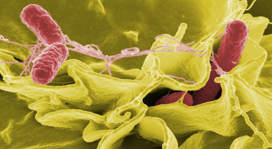 Conversatorio Kombucha de la ciencia: Bacterias hasta en tu comida 