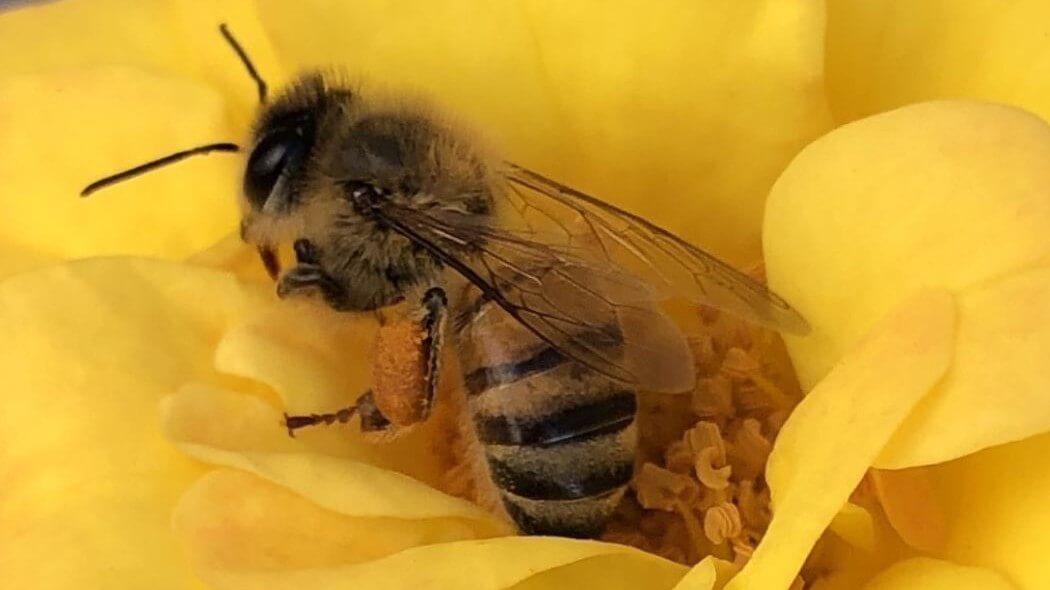 Primer plano de una abeja polinizando una flor.