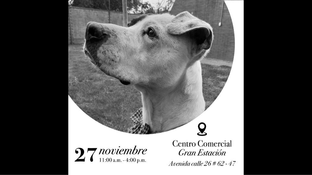 Este 27 de noviembre: Jornada de adopción de animales en el centro comercial Gran Estación