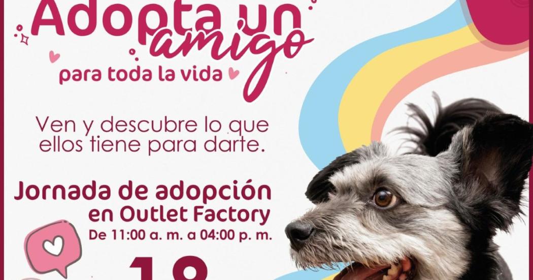 It's a Match', jornada de adopción de perros y gatos en Outlet Factory