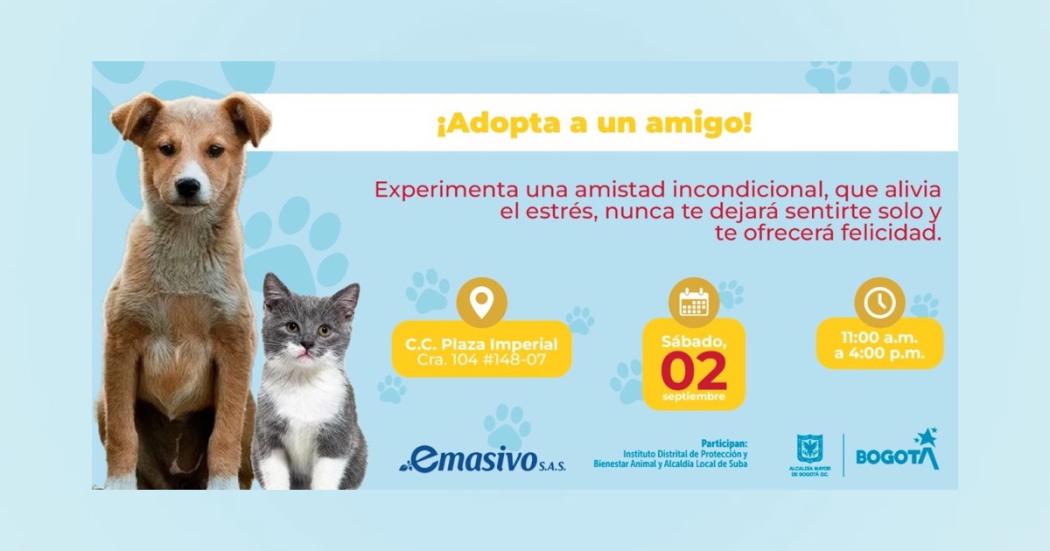 ¡Suba! Conoce un nuevo amigo en la jornada de adopción animal el 2 de septiembre