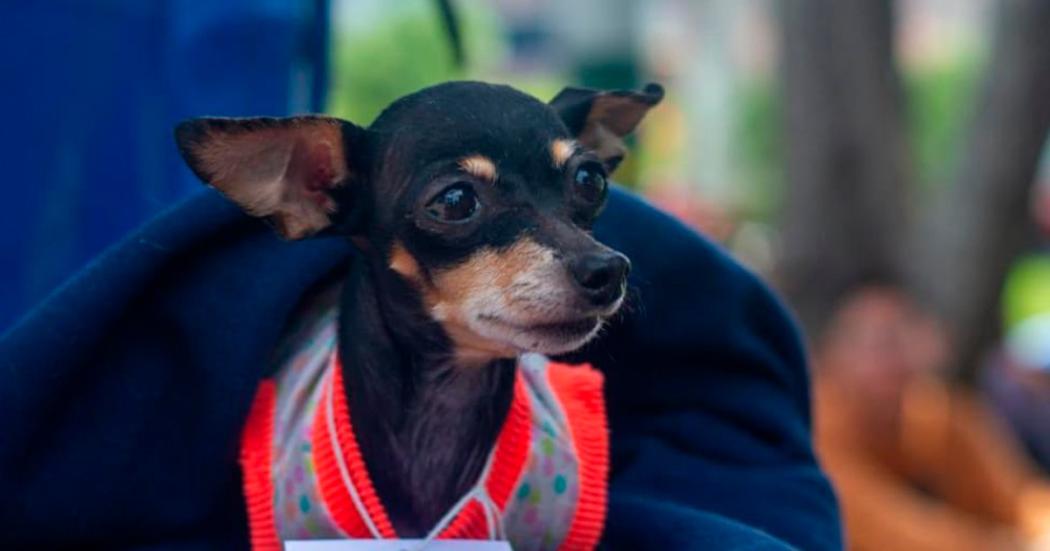 Lleva a tu mascota a la jornada gratuita de esterilización en San Cristóbal 