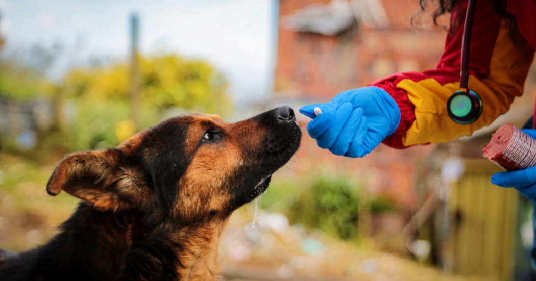 Jornada de adopción el 17 de mayo en Bogotá, localidad de Kennedy