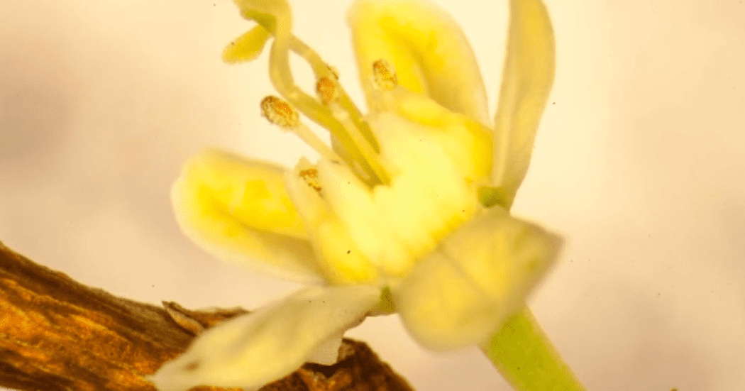 planes-en-bogota-exposiciones-de-la-bienal-bog25-en-la-cinemateca