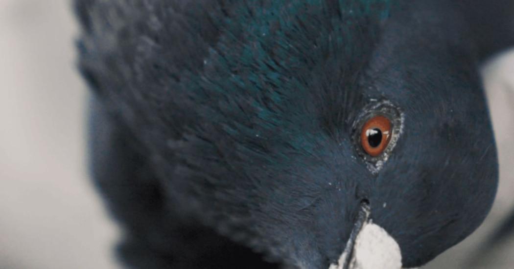 Foto e imagen de una paloma.