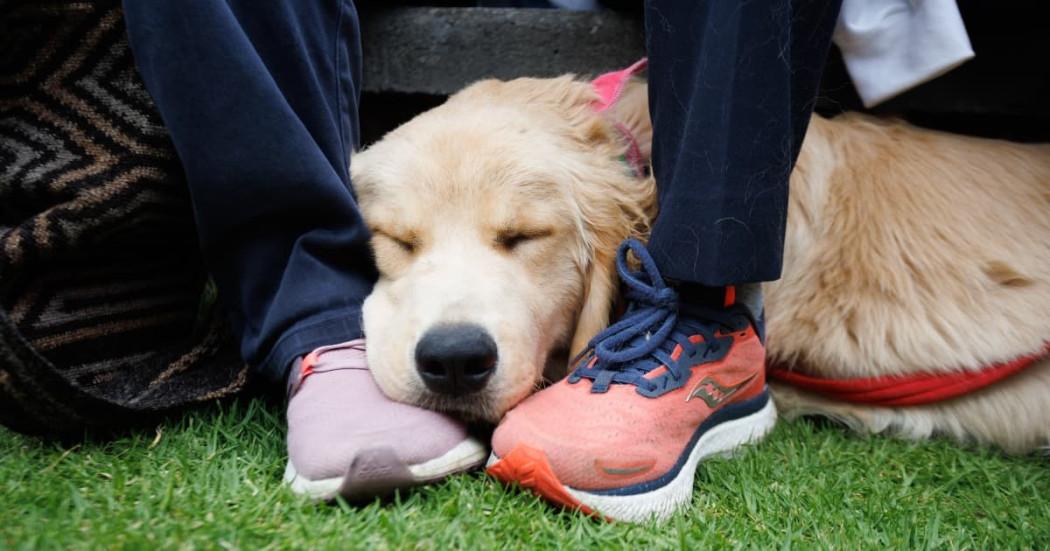 perro labrador durmiendo