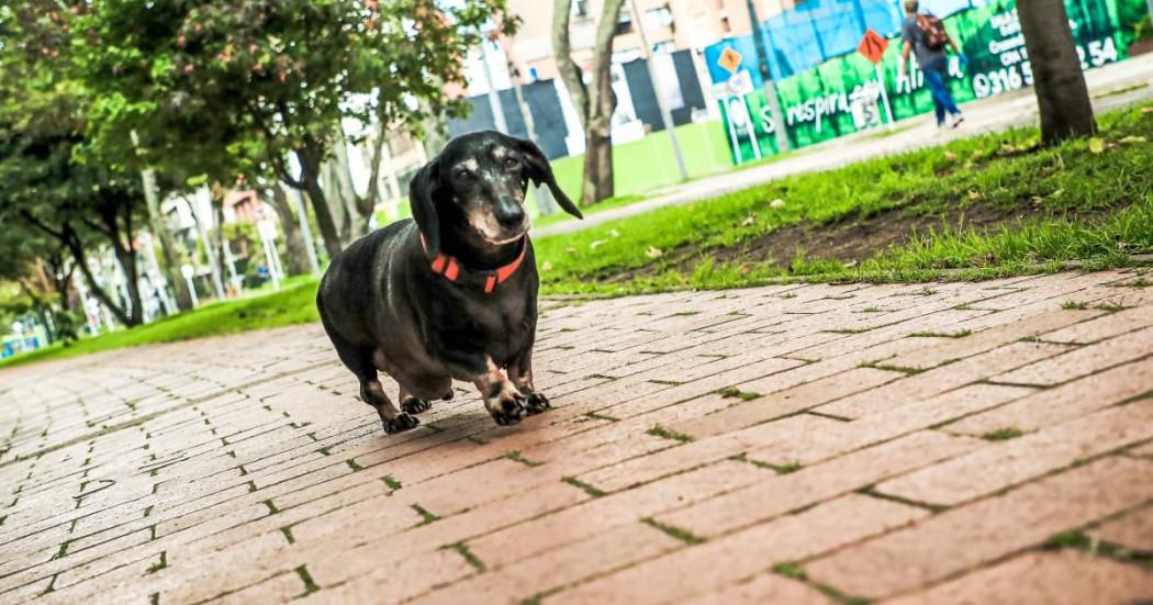 Foto de un perro caminando en una calle de Bogotá.