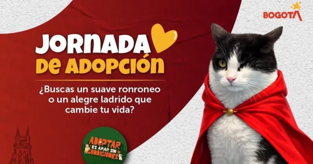 Tarjeta de invitación a jornada de adopción de animales