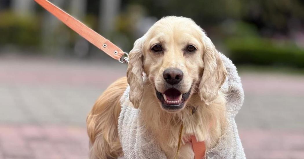 perro cocker spaniel