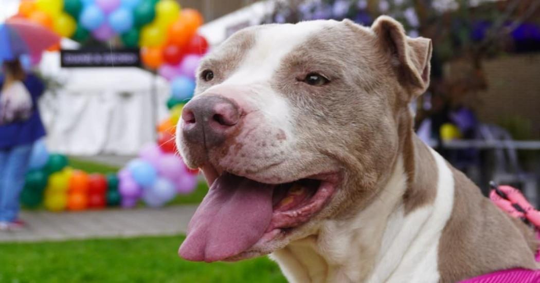 perro pitbull fotografiado en Bogotá