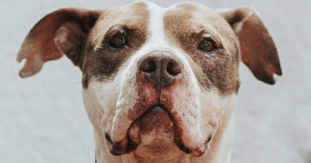 Perro rescatato en Bogotá