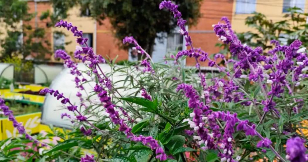 Imagen de un bello jardín con flores de color violeta.