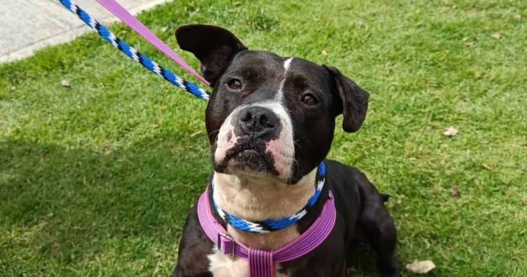Perro con arnés y correa permanece sentado sobre césped durante actividad en Bogotá