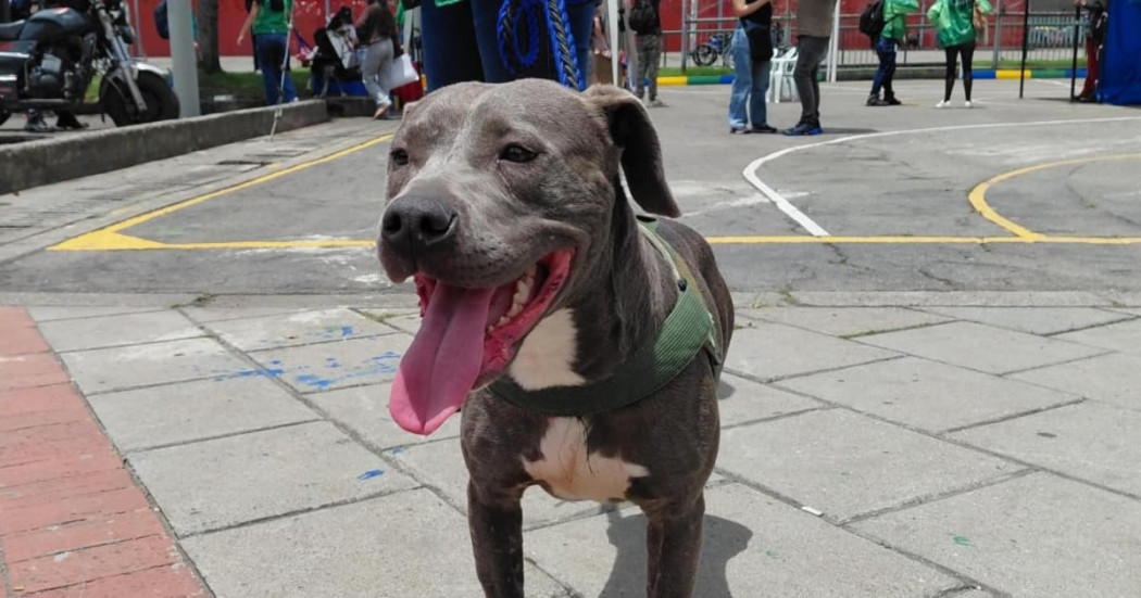 Perro tipo pitbull durante jornada del Semillero PyBA de protección y bienestar animal en Bogotá.