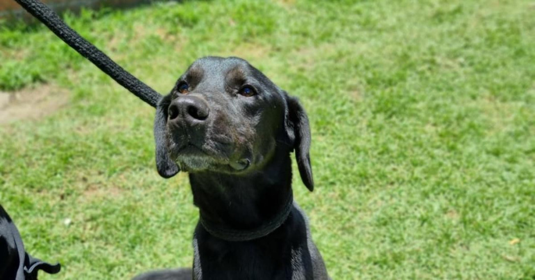 Perro negro de pelaje corto permanece sobre zona verde; lleva correa y observa al frente mientras se encuentra al aire libre