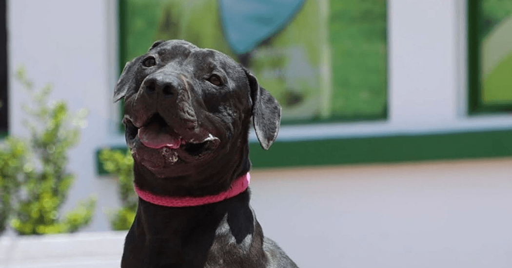 Perro negro con collar rosado espera adopción responsable durante jornada de adopción de perros y gatos organizada por el IDPYBA.