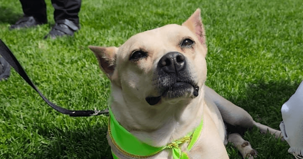 Perro en adopción con pañuelo verde permanece sobre el césped durante jornada de adopción de perros y gatos en Bogotá.