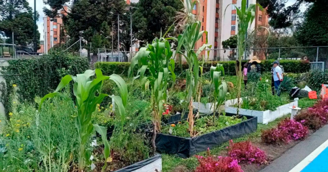 Imagen de varias plantas en una huerta casera.