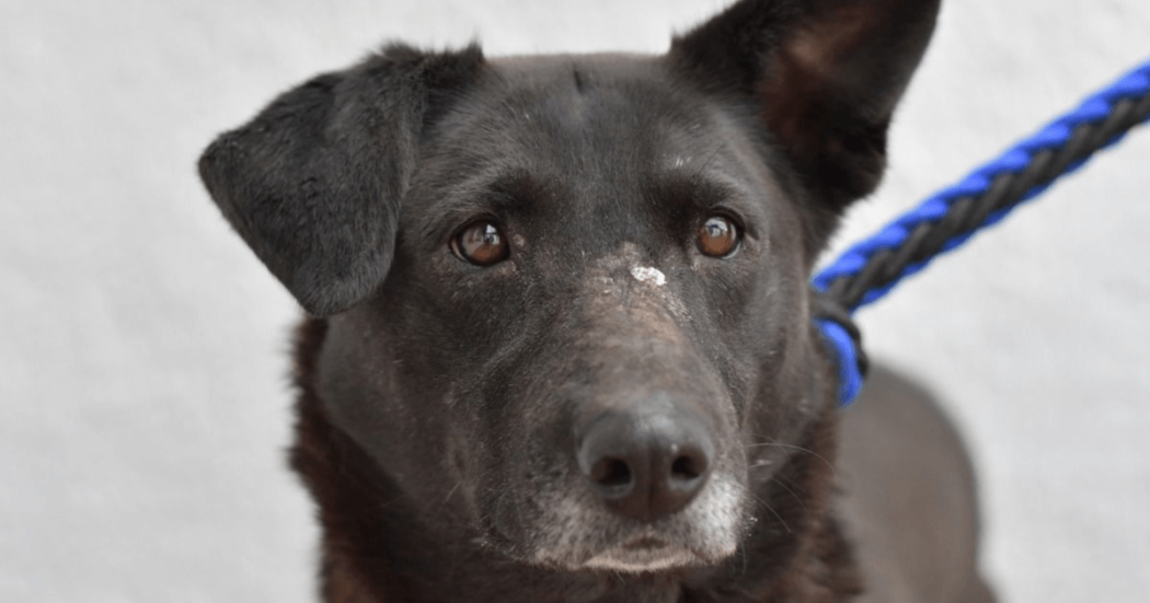 Primer plano de un perro negro de ojos cafés, con collar y correa azul, mirando directamente a la cámara.