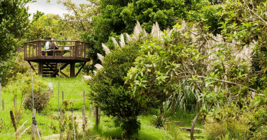 Bosque natural dentro de las instalaciones del Jardín Botánico de Bogotá con áreas verdes a la vista