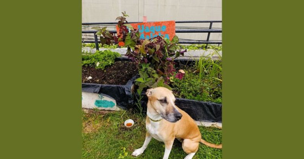 Imagen de una huerta donde se ve un perro de color beige.