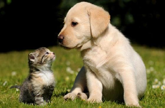 Perro y gato-Foto: masmascotas.com 