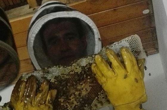 Control de abejas - Foto: Cuerpo Oficial de Bomberos