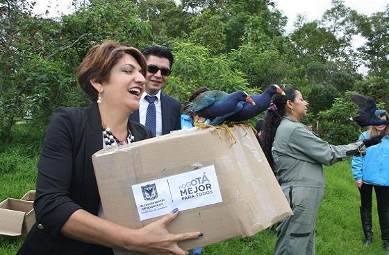 Liberación de tinguas azules - Foto: Prensa Secretaría de Ambiente 