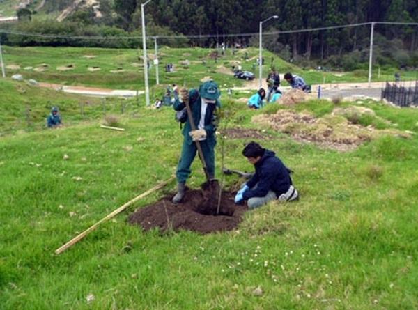 Participe en la siembra de árboles de la localidad de Usme | Bogota.gov.co