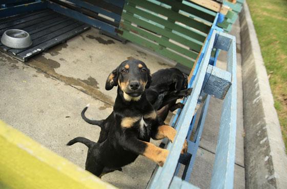 Recolección canina, un aporte a la salud pública de Bogotá