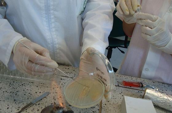 Bacteriología - Foto:maestriaenfitopatologia-ucaldas.blogspot.com