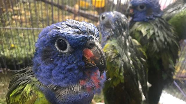 Loros cabeciazul uno de los tipos de aves que iba a ser comercializada - Foto: Secretaría de Ambiente