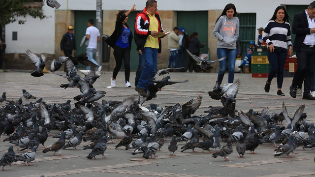Sobrepoblación de palomas en al Plaza de Bolívar puede causar enfermedades - Foto: Alcaldía de Bogotá